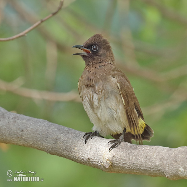 Bulbul zahradní (Pycnonotus barbatus)