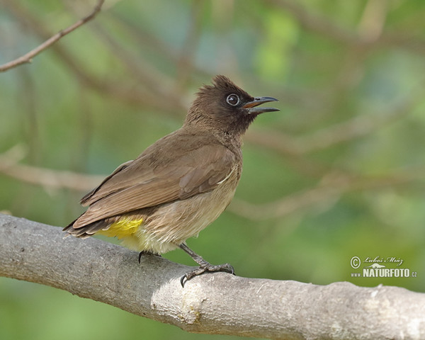 Bulbul zahradní (Pycnonotus barbatus)