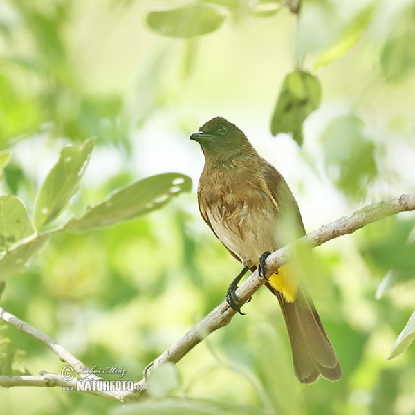 Bulbul zahradní (Pycnonotus barbatus)