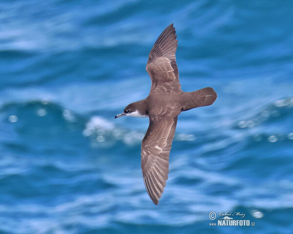 Buřňák galapážský (Puffinus subalaris)