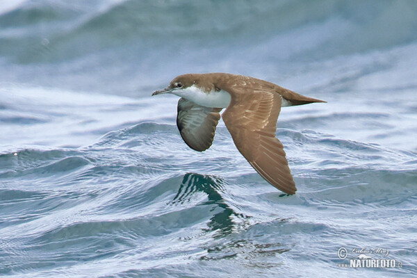 Buřňák galapážský (Puffinus subalaris)