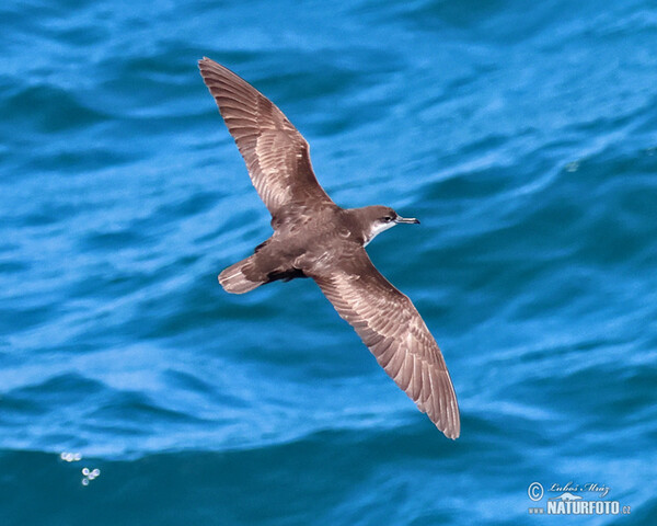 Buřňák galapážský (Puffinus subalaris)