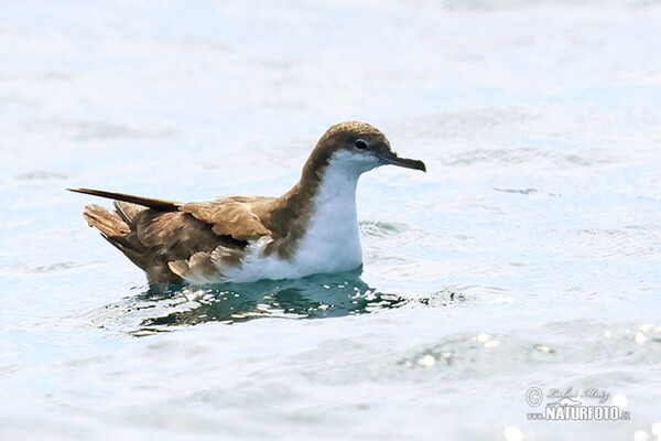 Buřňák galapážský (Puffinus subalaris)