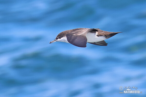 Buřňák galapážský (Puffinus subalaris)