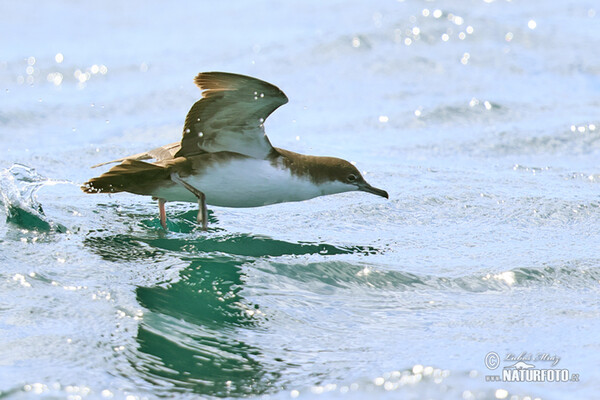 Buřňák galapážský (Puffinus subalaris)