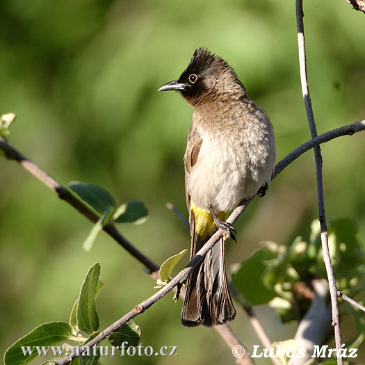 Bylbyl sivý (Pycnonotus barbatus)