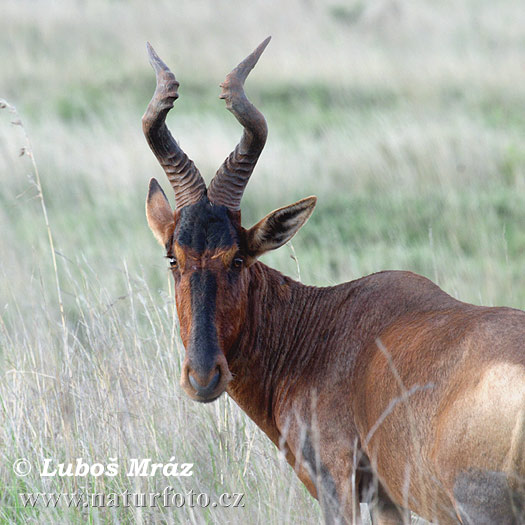 Byvolec lýrorohý (Damaliscus lunatus)