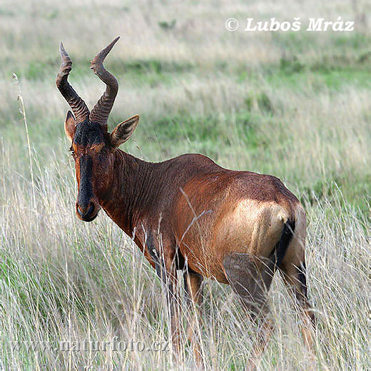 Byvolec lýrorohý (Damaliscus lunatus)