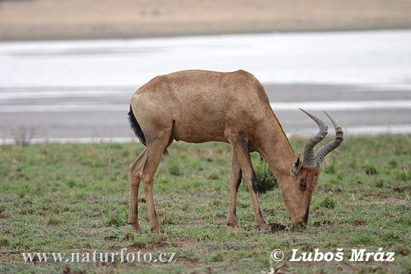 Byvolec stepný (Alcelaphus buselaphus)