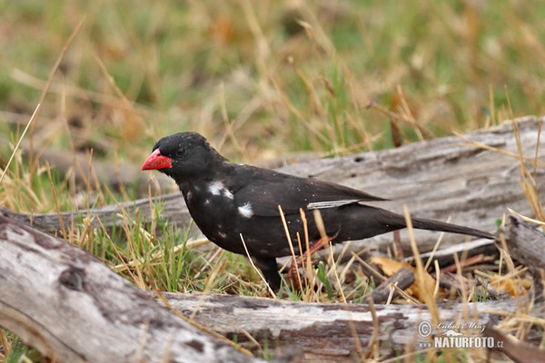 Byvoliar červenozobý (Bubalornis niger)