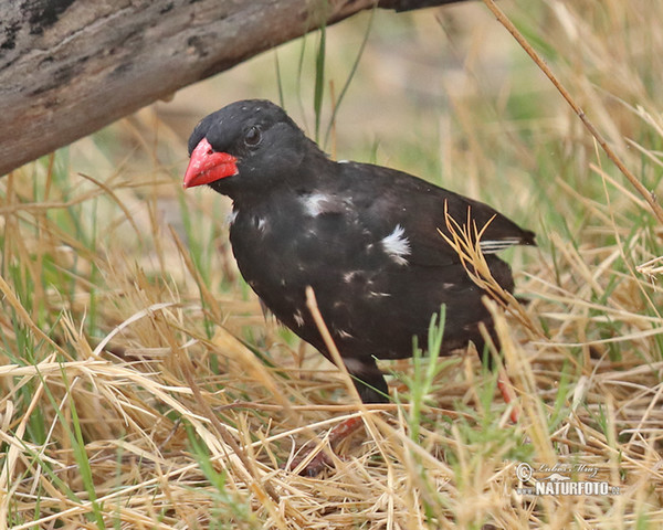 Byvoliar červenozobý (Bubalornis niger)