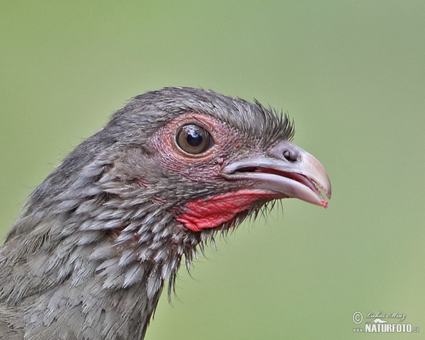 Čačalaka šedokrká (Ortalis canicollis)