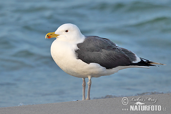 Čajka morská (Larus marinus)