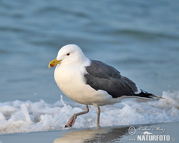 Čajka morská (Larus marinus)