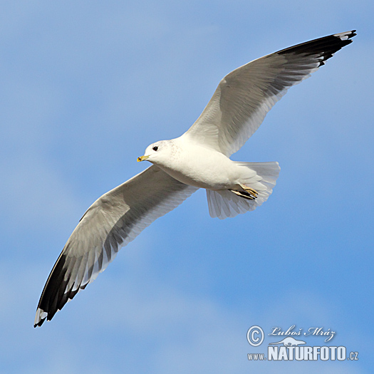 čajka sivá (Larus canus)