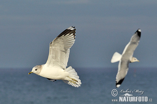 čajka sivá (Larus canus)