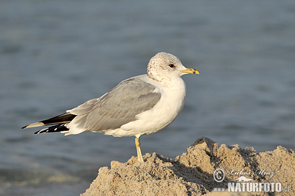 čajka sivá (Larus canus)