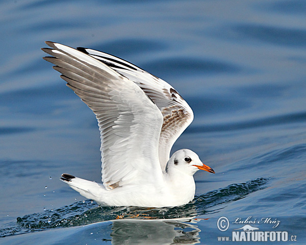 Čajka smejivá (Chroicocephalus ridibundus)