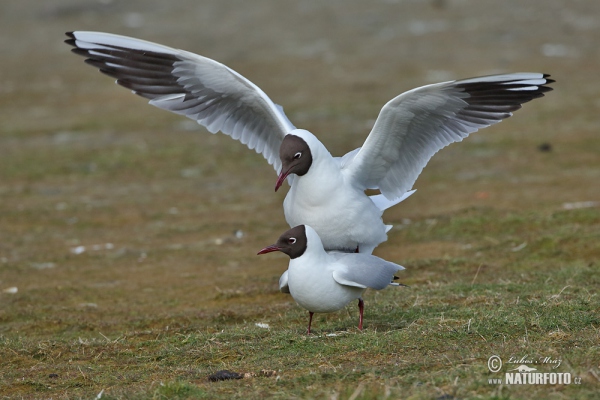 Čajka smejivá (Chroicocephalus ridibundus)