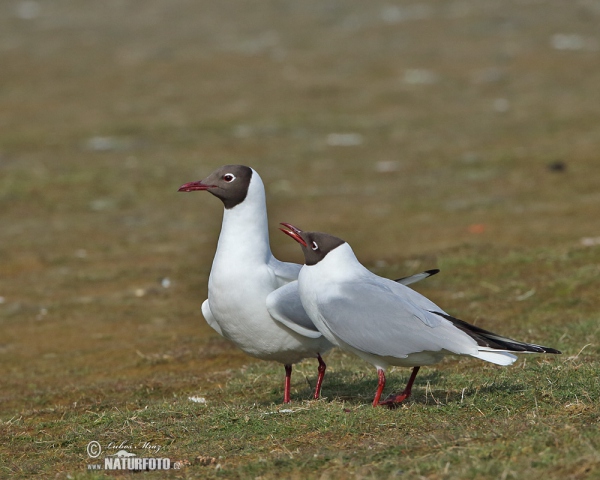 Čajka smejivá (Chroicocephalus ridibundus)