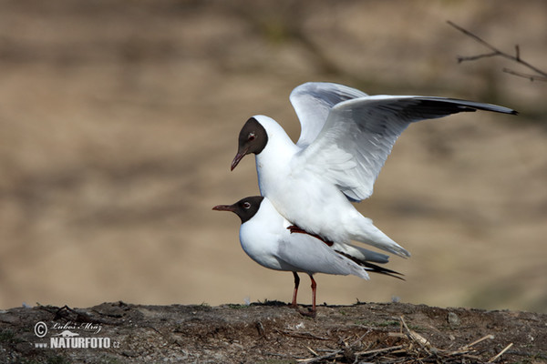 Čajka smejivá (Chroicocephalus ridibundus)