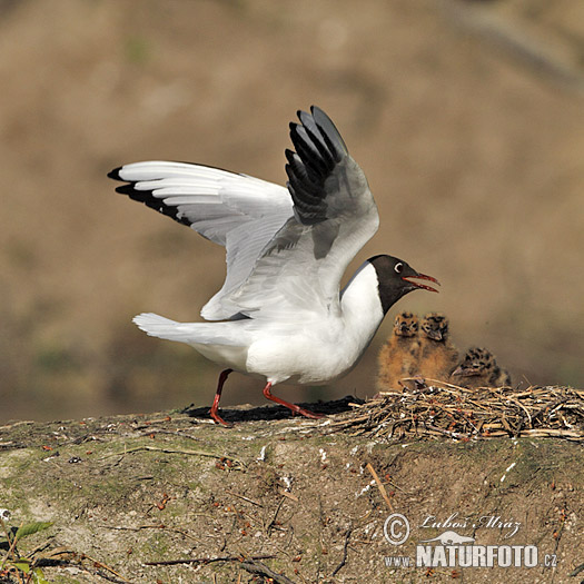 Čajka smejivá (Chroicocephalus ridibundus)