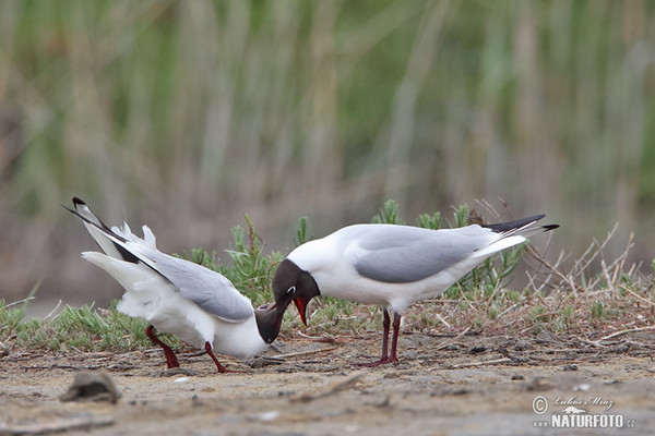 Čajka smejivá (Chroicocephalus ridibundus)