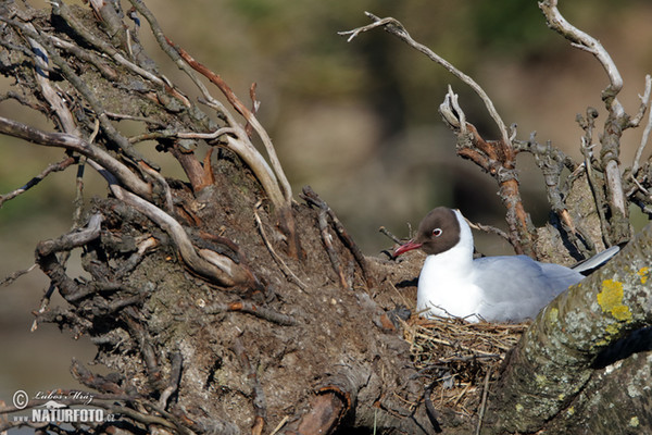 Čajka smejivá (Chroicocephalus ridibundus)