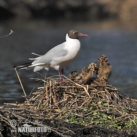 Čajka smejivá (Chroicocephalus ridibundus)