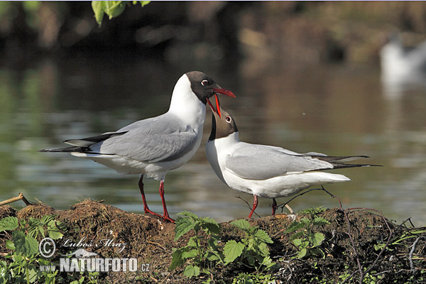 Čajka smejivá (Chroicocephalus ridibundus)