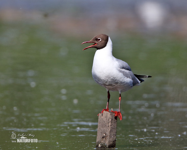 Čajka smejivá (Chroicocephalus ridibundus)