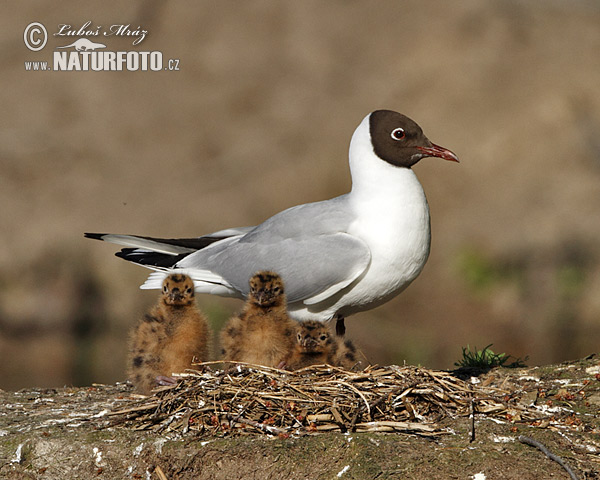 Čajka smejivá (Chroicocephalus ridibundus)