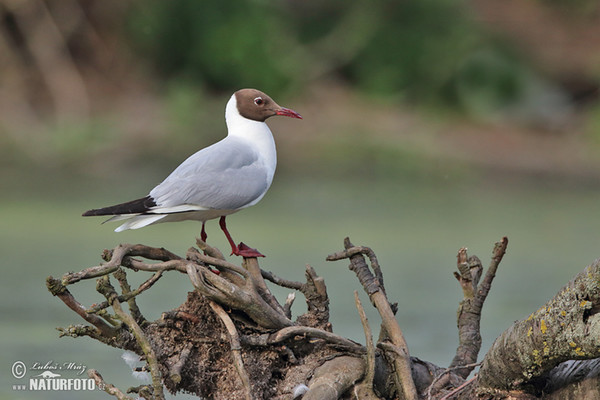 Čajka smejivá (Chroicocephalus ridibundus)