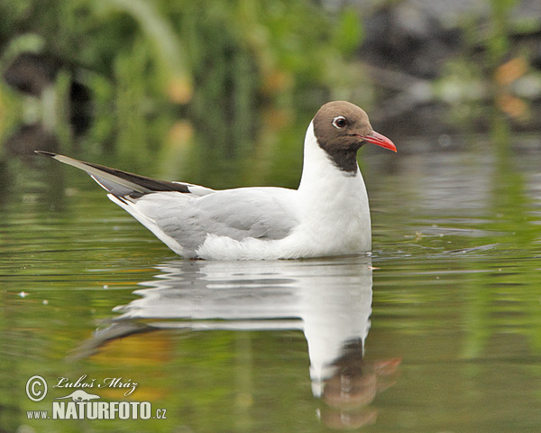 Čajka smejivá (Chroicocephalus ridibundus)