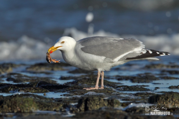 Čajka striebristá (Larus argentatus)