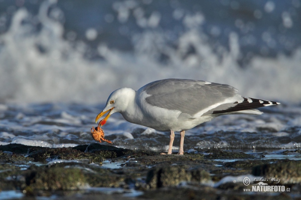 Čajka striebristá (Larus argentatus)