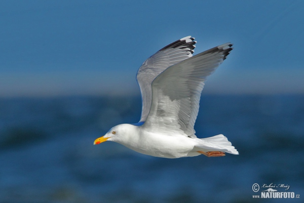 Čajka striebristá (Larus argentatus)