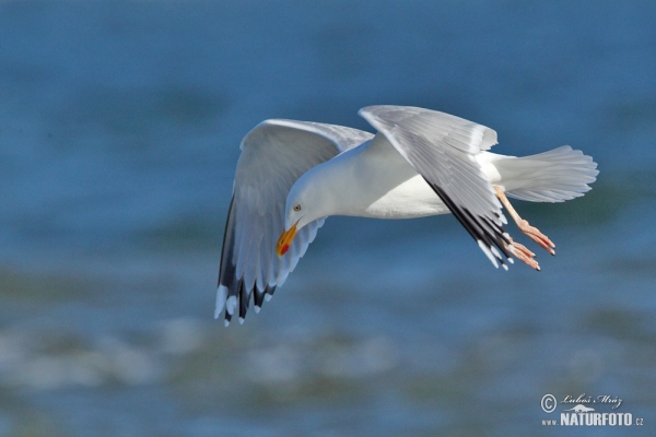 Čajka striebristá (Larus argentatus)