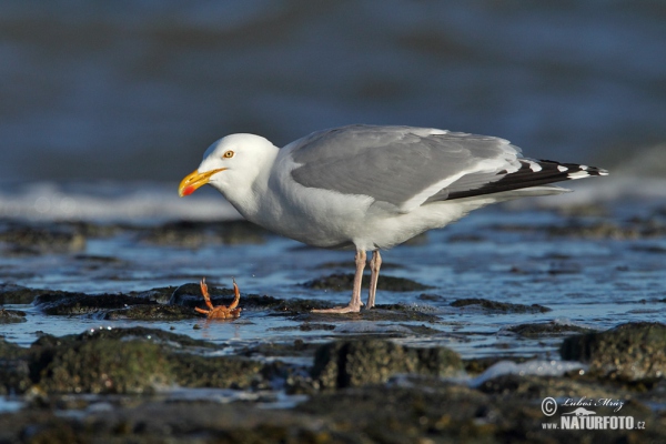 Čajka striebristá (Larus argentatus)