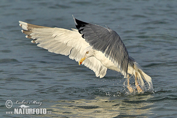 Čajka striebristá (Larus argentatus)