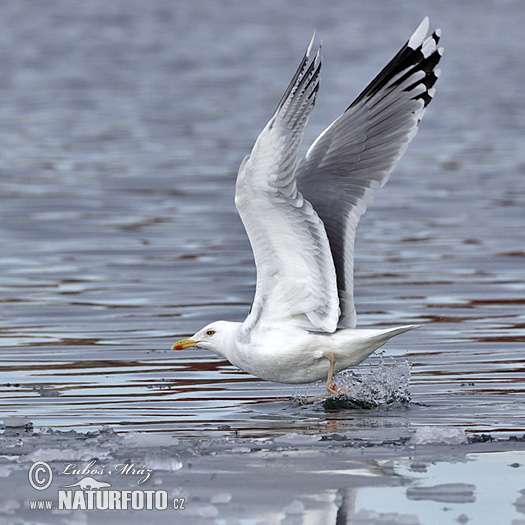 Čajka striebristá (Larus argentatus)