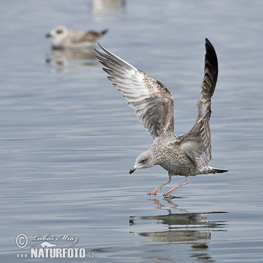 Čajka striebristá (Larus argentatus)
