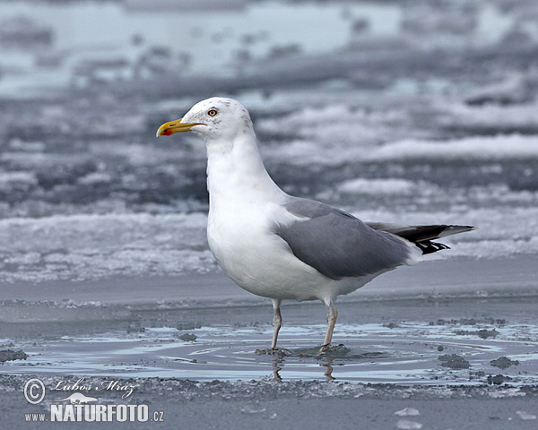 Čajka striebristá (Larus argentatus)