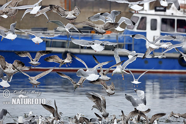 Čajka striebristá (Larus argentatus)