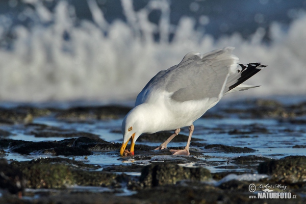 Čajka striebristá (Larus argentatus)