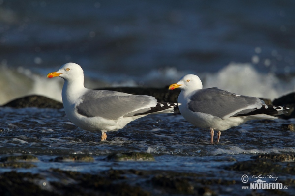 Čajka striebristá (Larus argentatus)