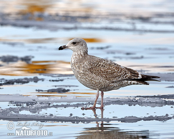 Čajka striebristá (Larus argentatus)