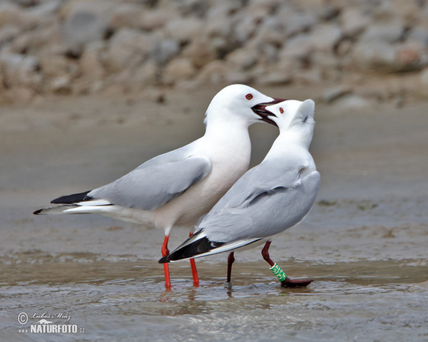 Cajka tenkozobá (Chroicocephalus genei)