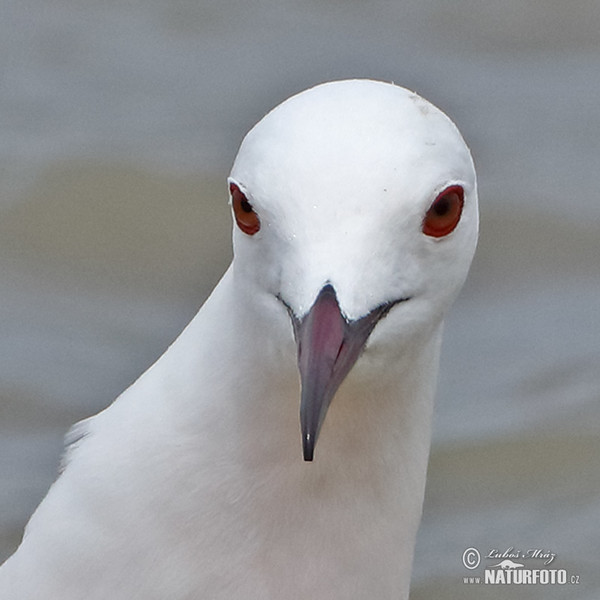 Cajka tenkozobá (Chroicocephalus genei)