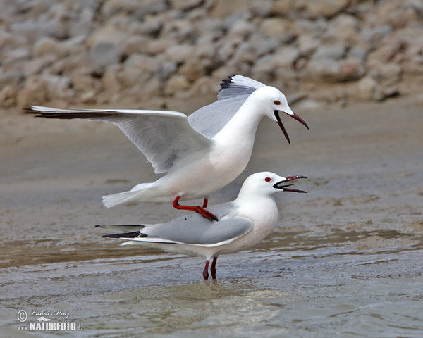 Cajka tenkozobá (Chroicocephalus genei)